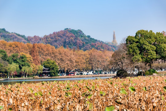 杭州西湖宝石山北山街秋景