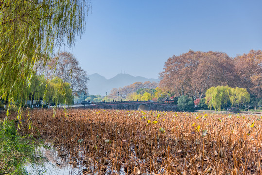 杭州西湖西泠桥秋景残荷