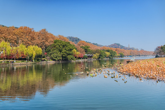 杭州西湖宝石山北山街秋景