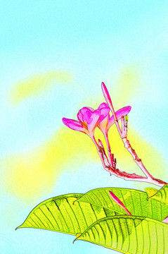 2019簡約雞蛋花水彩無框畫