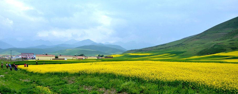 门源油菜花