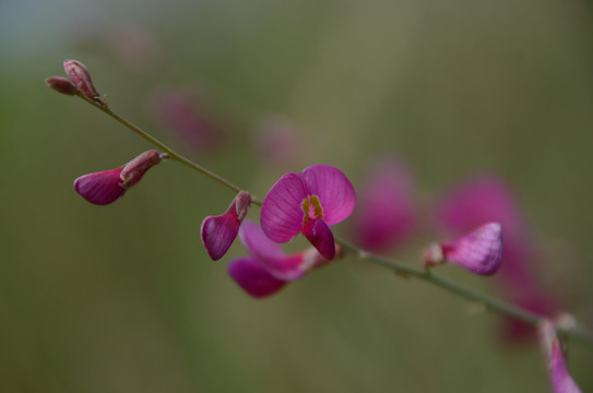 蓝花棘豆