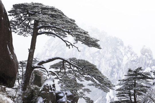 大雪雪松