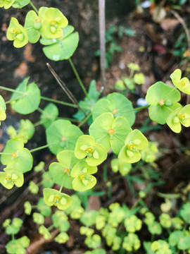 野草露水