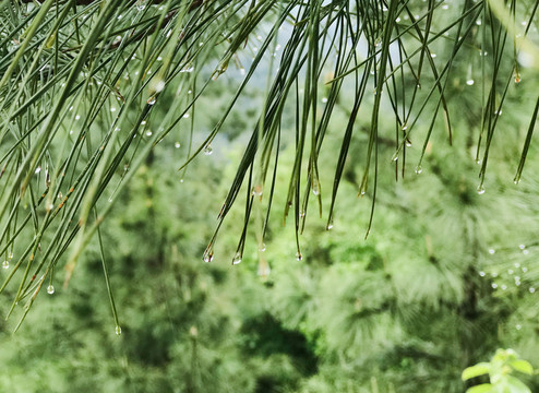 雨后松针