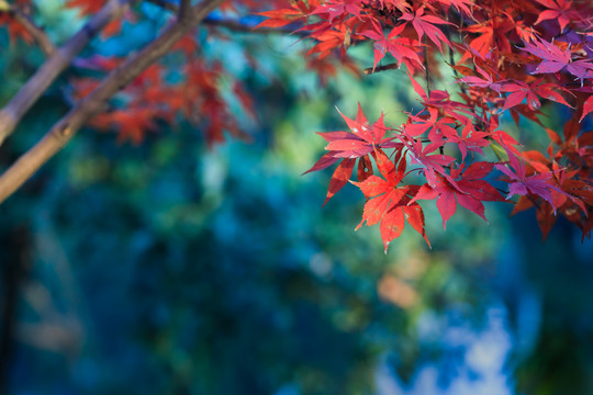 红枫叶鸡爪槭