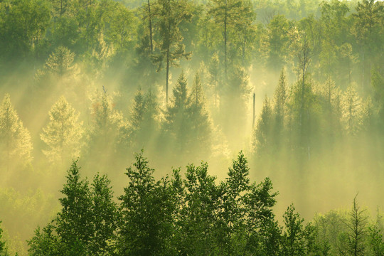 树林阳光雾气