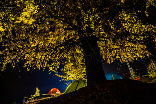 银杏树下的帐篷