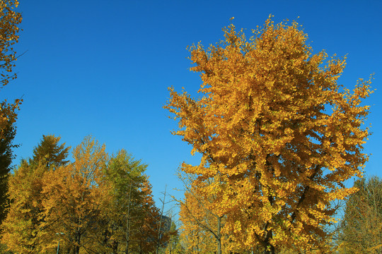 银杏树