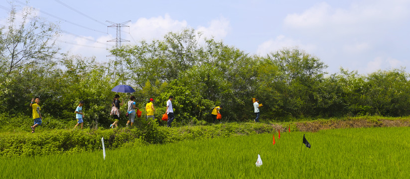 田野