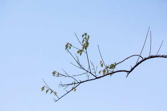 水墨树枝