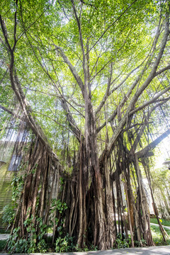 高清大榕树