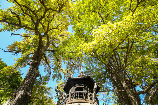 崂山太清宫