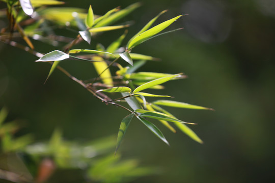 翠竹沐浴阳光