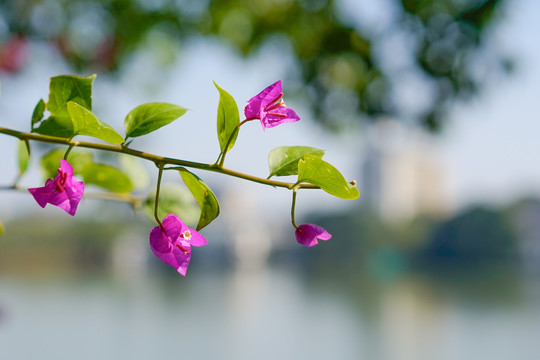 东莞惠州西湖