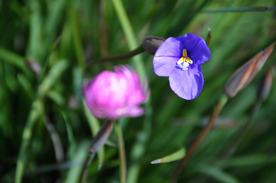 珀斯国王公园的野花