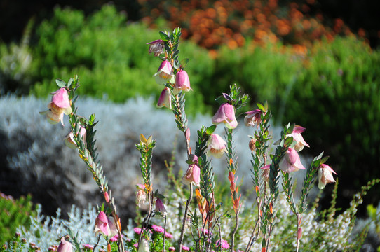 珀斯国王公园的野花