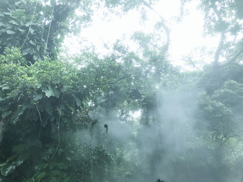 热带雨林风光仙境