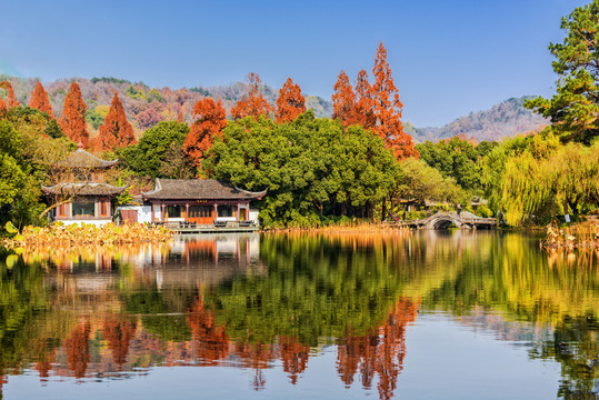 杭州西湖曲院风荷秋景