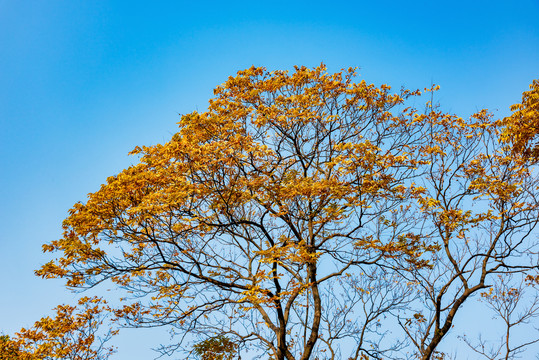 秋天黄色的无槵子树