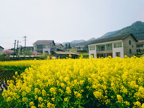 油菜花海