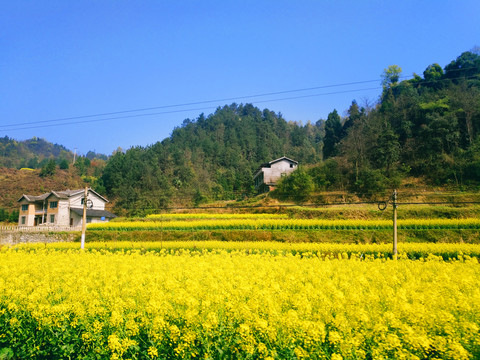 油菜花海