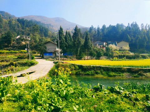 油菜花开