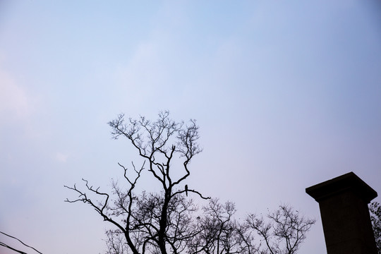 天空枯树枝上的喜鹊