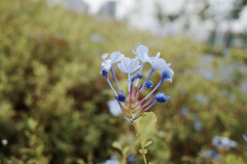 路边的野花