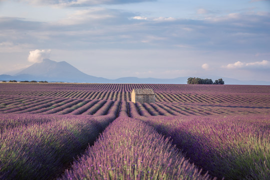 南法普罗旺斯夏日薰衣草花田美景