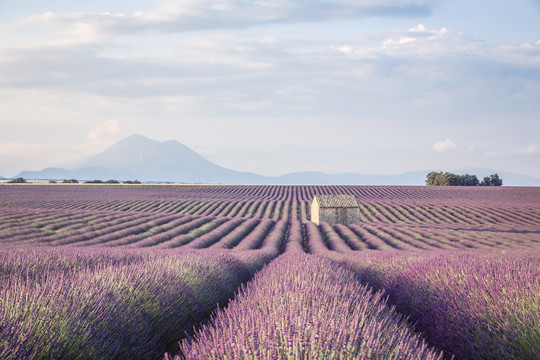 南法普罗旺斯夏日薰衣草花田美景