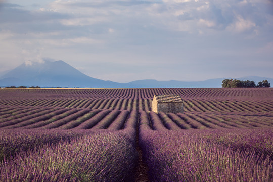 南法普罗旺斯夏日薰衣草花田美景