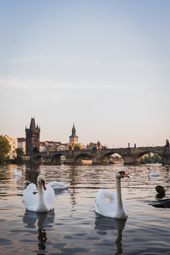 捷克布拉格查理大桥和河边的天鹅
