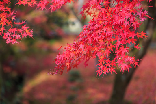 日本京都枫叶美景背景图