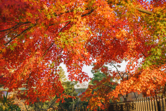 日本京都北野天满宫秋季枫叶美景