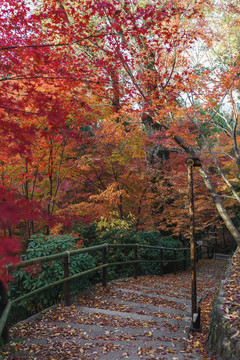 日本京都北野天满宫秋季枫叶美景