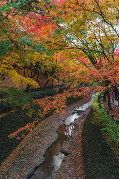 日本京都北野天满宫秋季枫叶美景