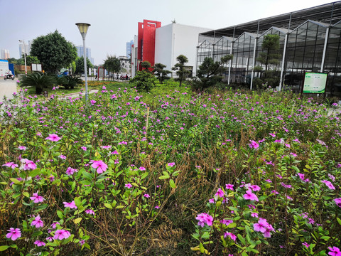 广西南宁市桂景园植物学栽培