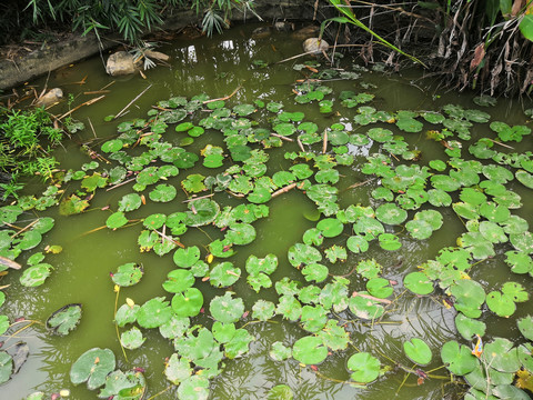 广西南宁市桂景园植物学栽培