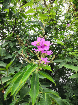 大花紫薇植物