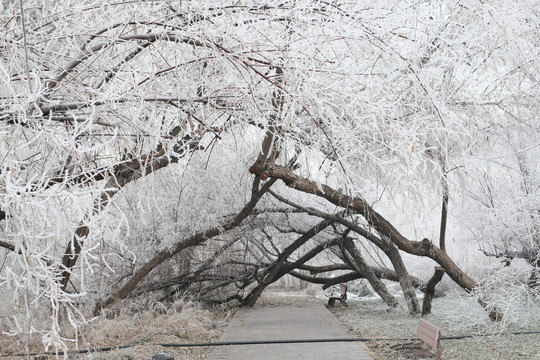 雪景