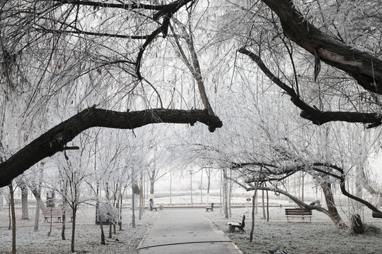 雪景