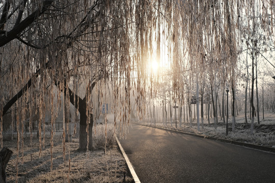 雪林