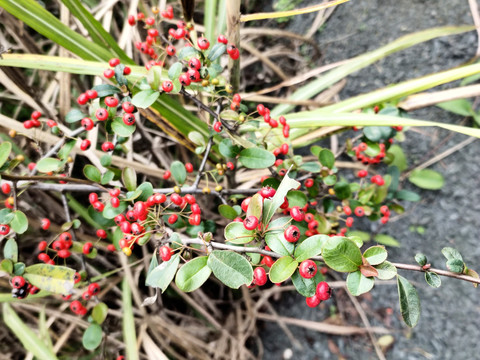 紅豆