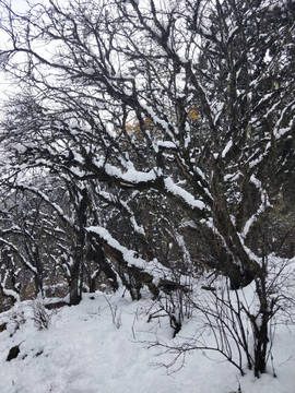 雪地枯树
