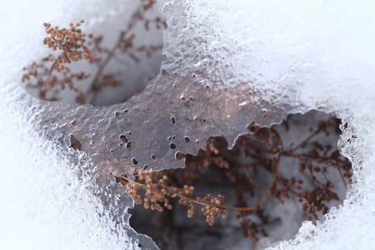 薄冰覆盖下的冬季地下植物