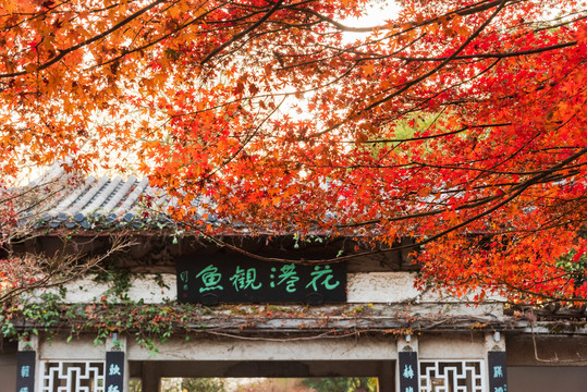 杭州西湖花港观鱼牌匾与红枫秋景