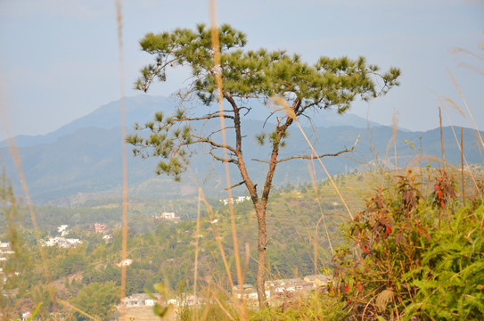 松树