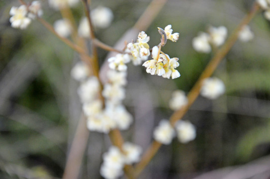 山苍子