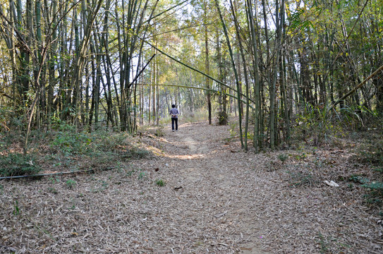 竹林山路